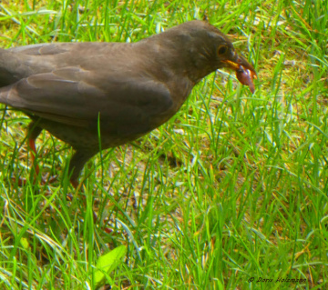 Caught in the neighbor's garden (Karlsruhe/Germany