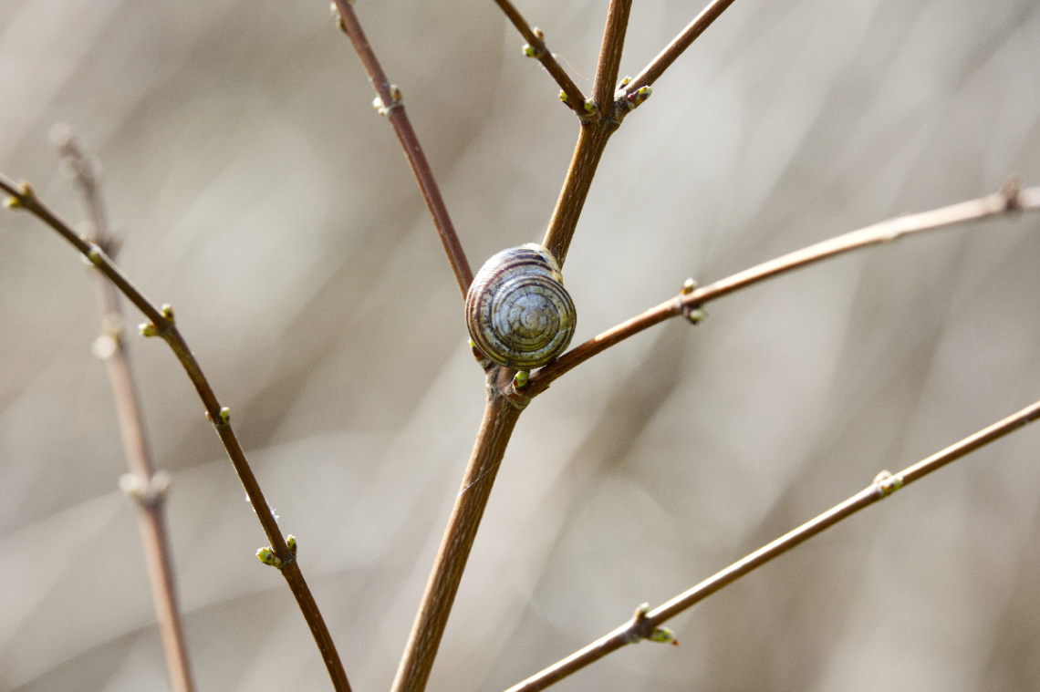 Fra Lyngby -  April 2024