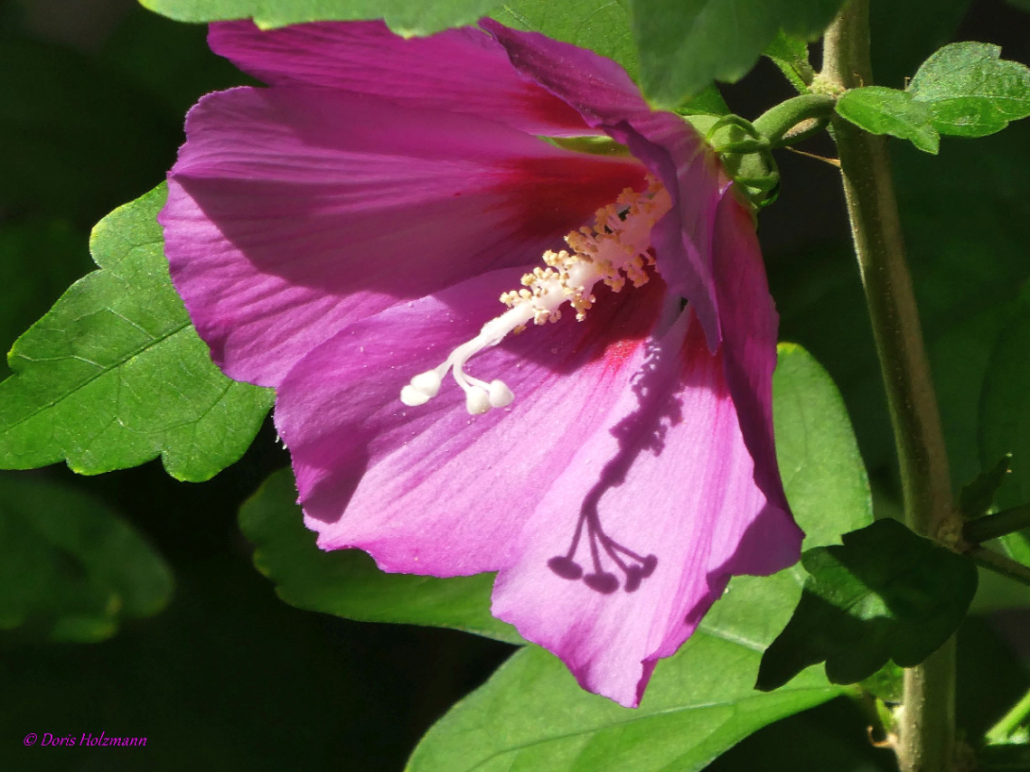 Hibiscus