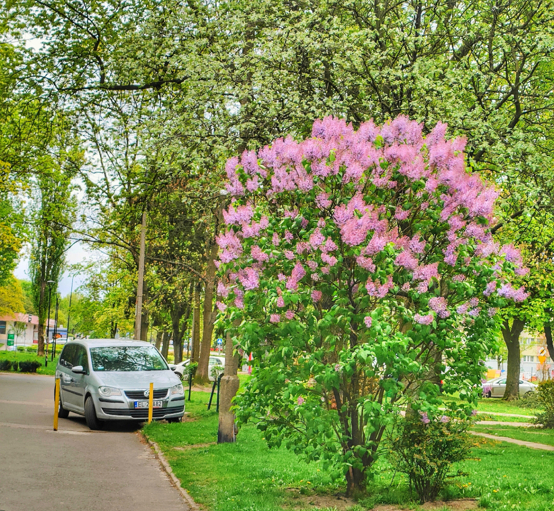 LILACS IN BLOOM