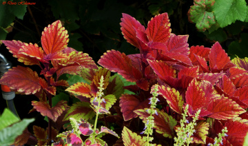 Coleus scutellarioides