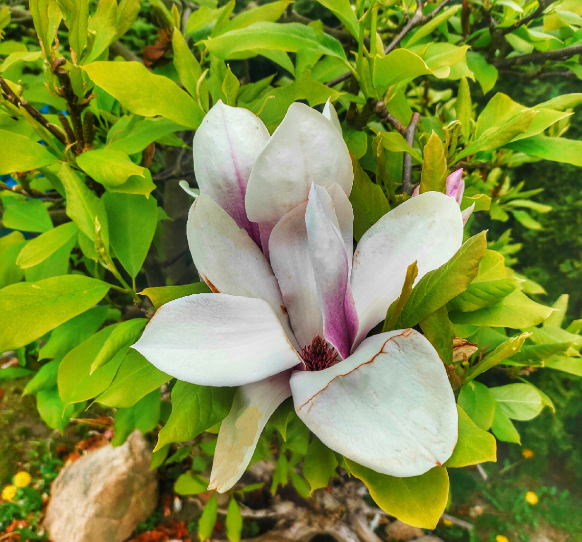 MAGNOLIA