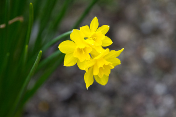 Flowers in Tivoli - 2024.