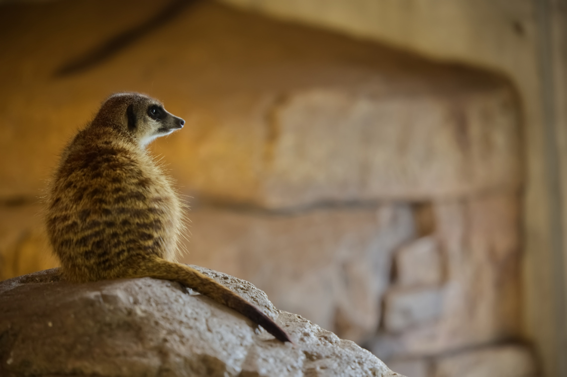 Zoo - København 2023.