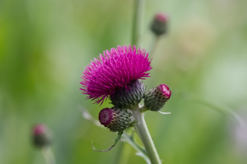 Flowers in Tivoli - 2023.