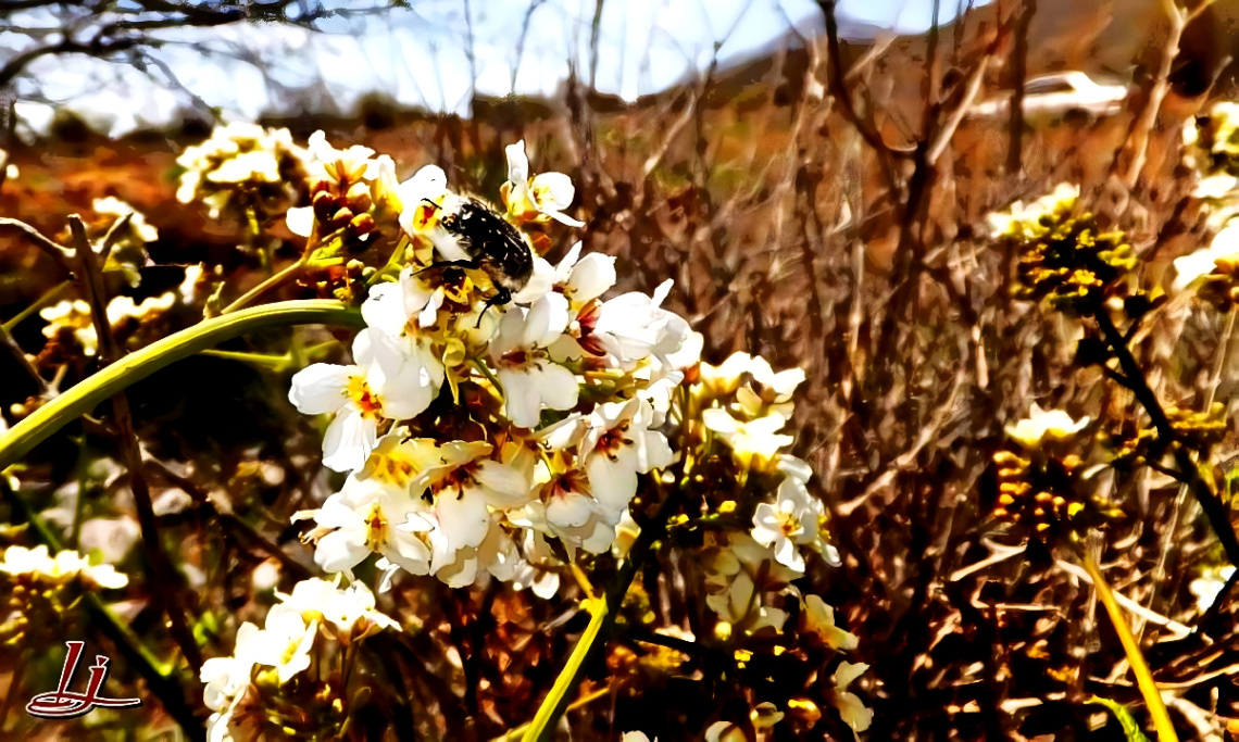 Wild Spring ⚜⚜