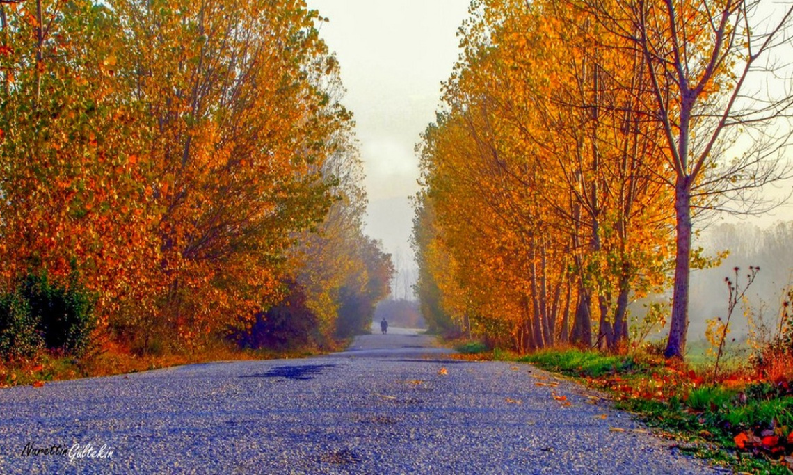 YOL