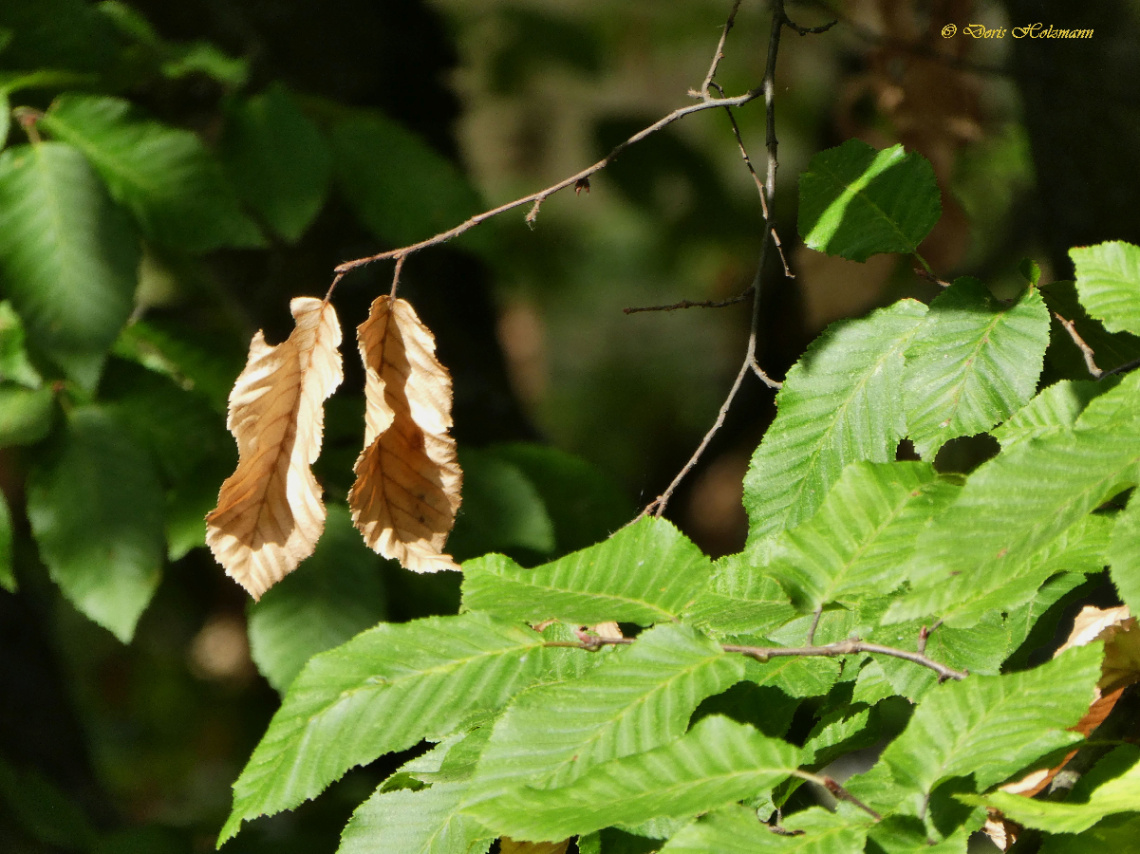 Leaves