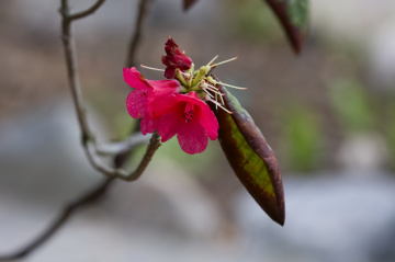 Flowers in the botanic garden - Copenhagen. 2024.