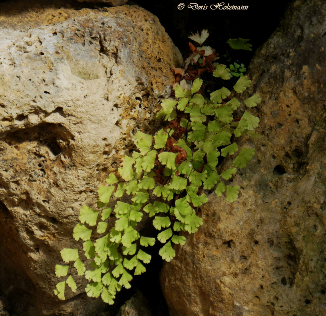 Adiantum capillus-veneris 