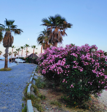 BLOOMING OLEANDERS