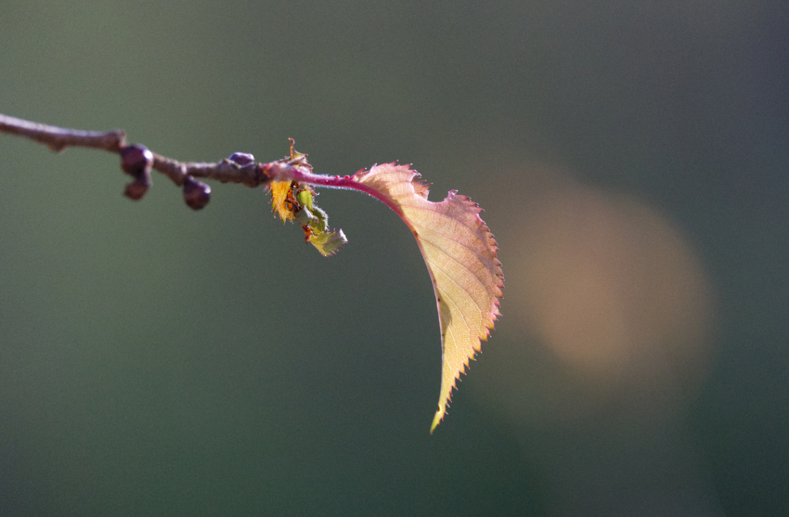 Nature - Lyngby - April 2024.