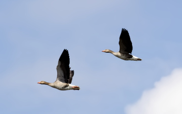 Mallard Ducks over Lake Lyngby - Dk. - Spring 2024