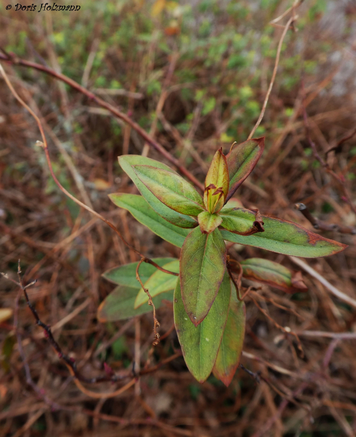 Leaves