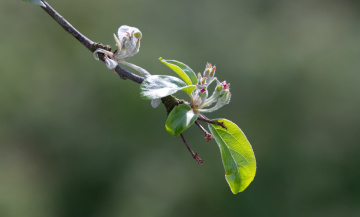 Spring Time in Copenhagen 2024.