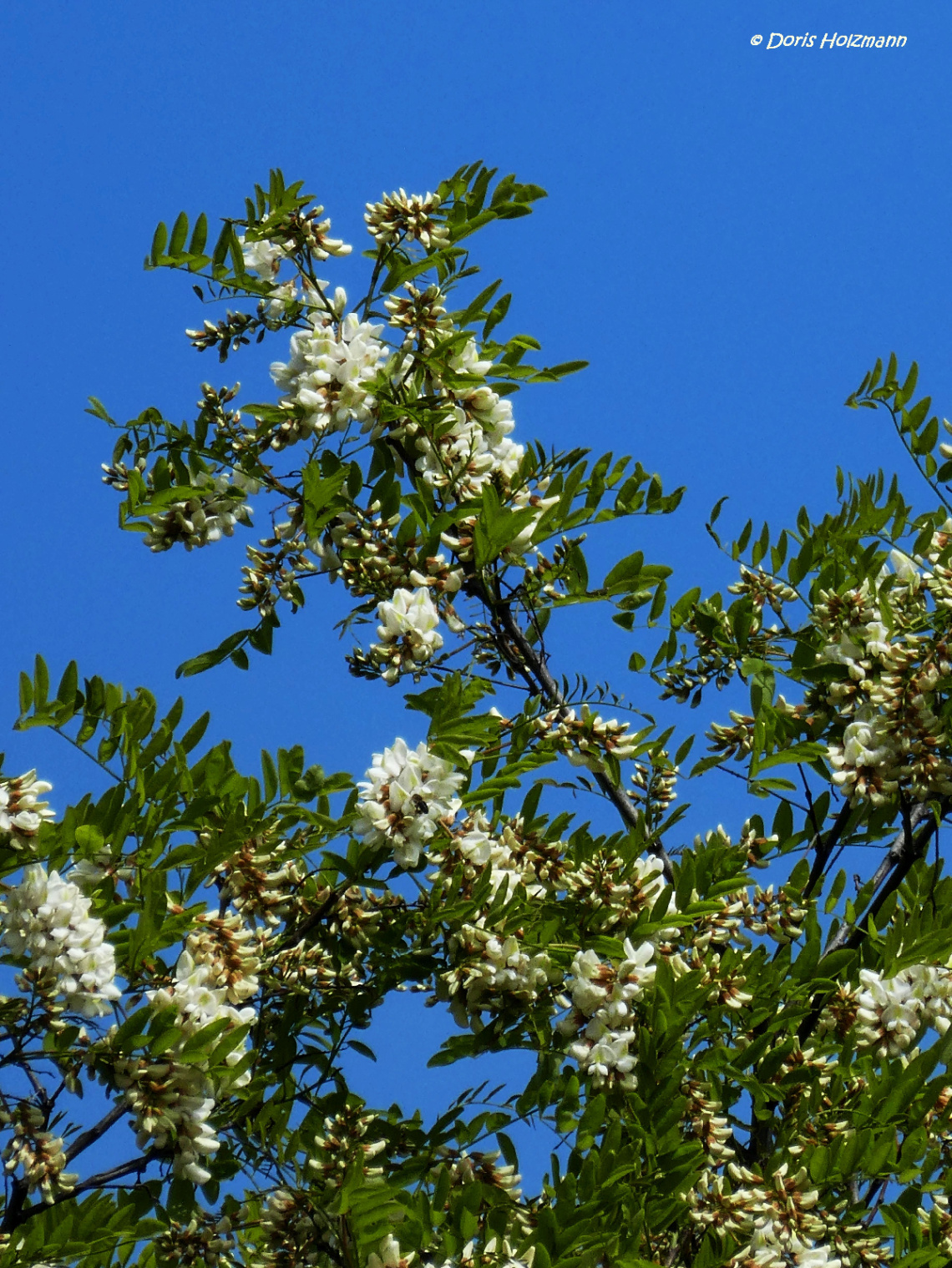 Robinia pseudoacacia (black locust)