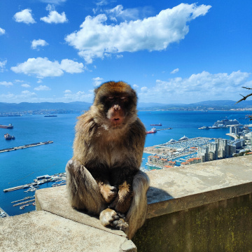 MONKEYS IN GIBRALTAR 