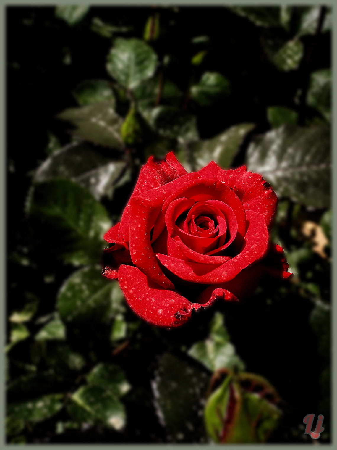 Rose is Rose.. ❤️⚜❤️