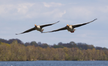 At Lake Lyngby - 2024.