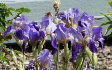 Irises