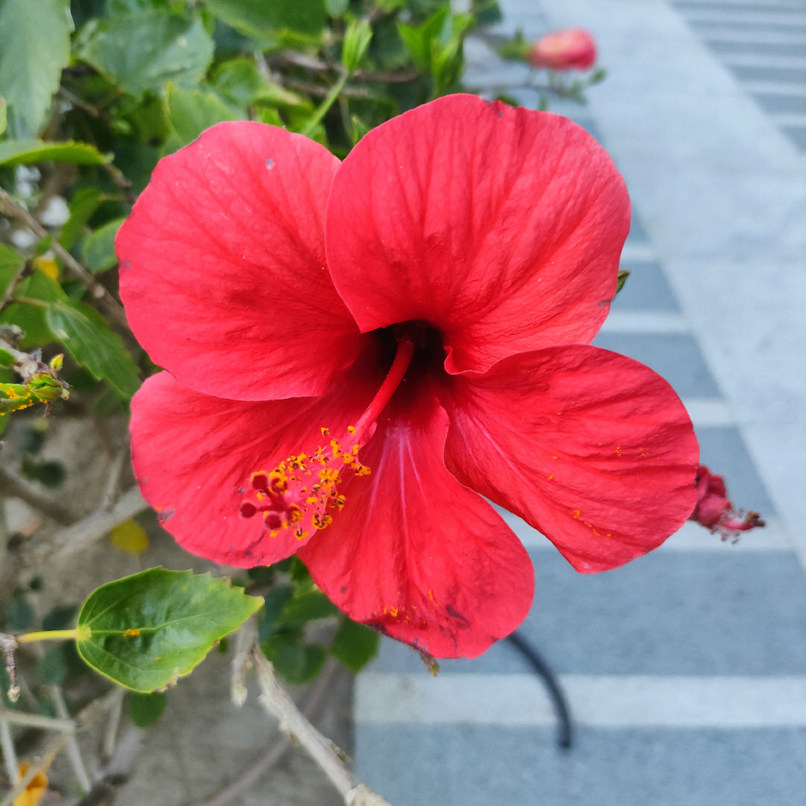 RED HIBISCUS 