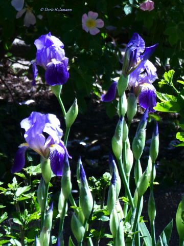 Irises