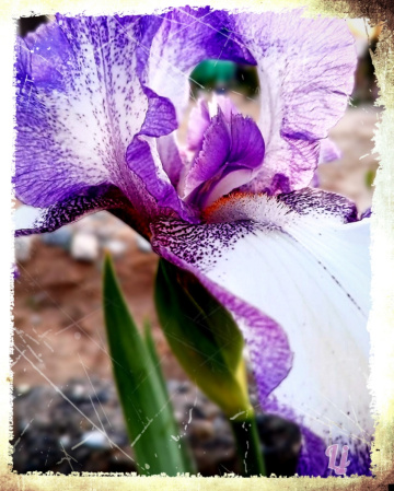 Iris Flower ⚜