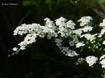 blossoms