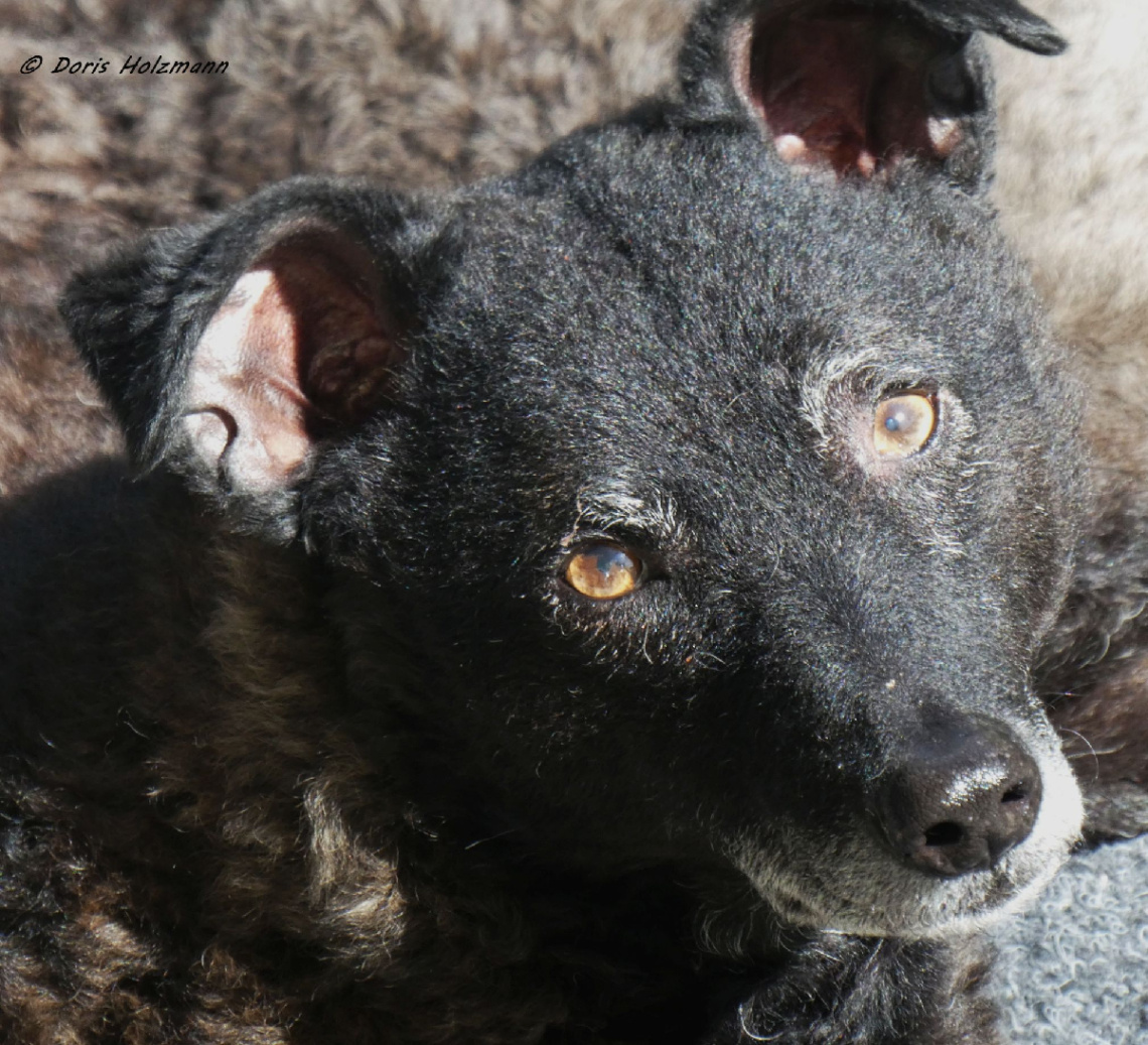 Neighbour's dog