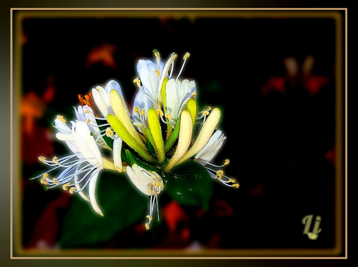 Jasmine, یاسمین ⚜⚜