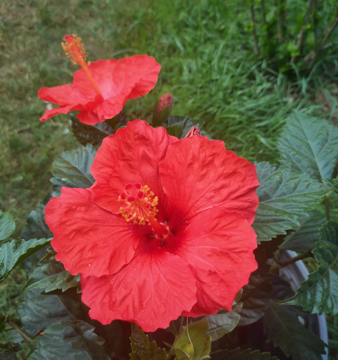 HIBISCUS