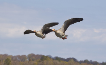 Flying over Lake Lyngby - May 2024.