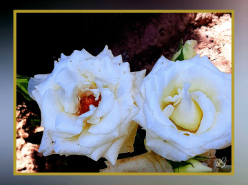 White beauties ⚜⚜