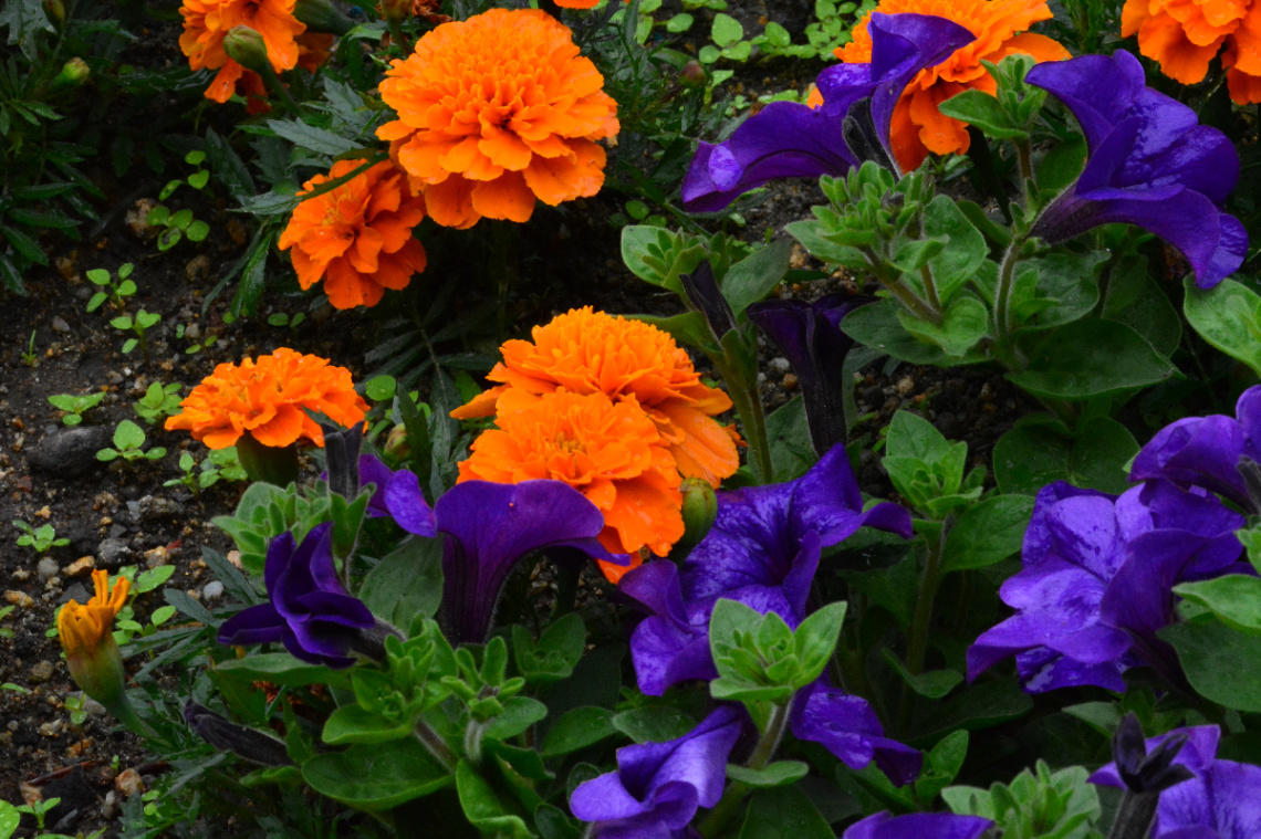 BLÜTEN