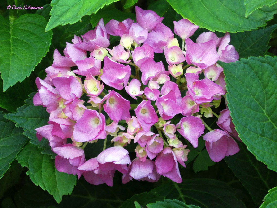 Hydrangea