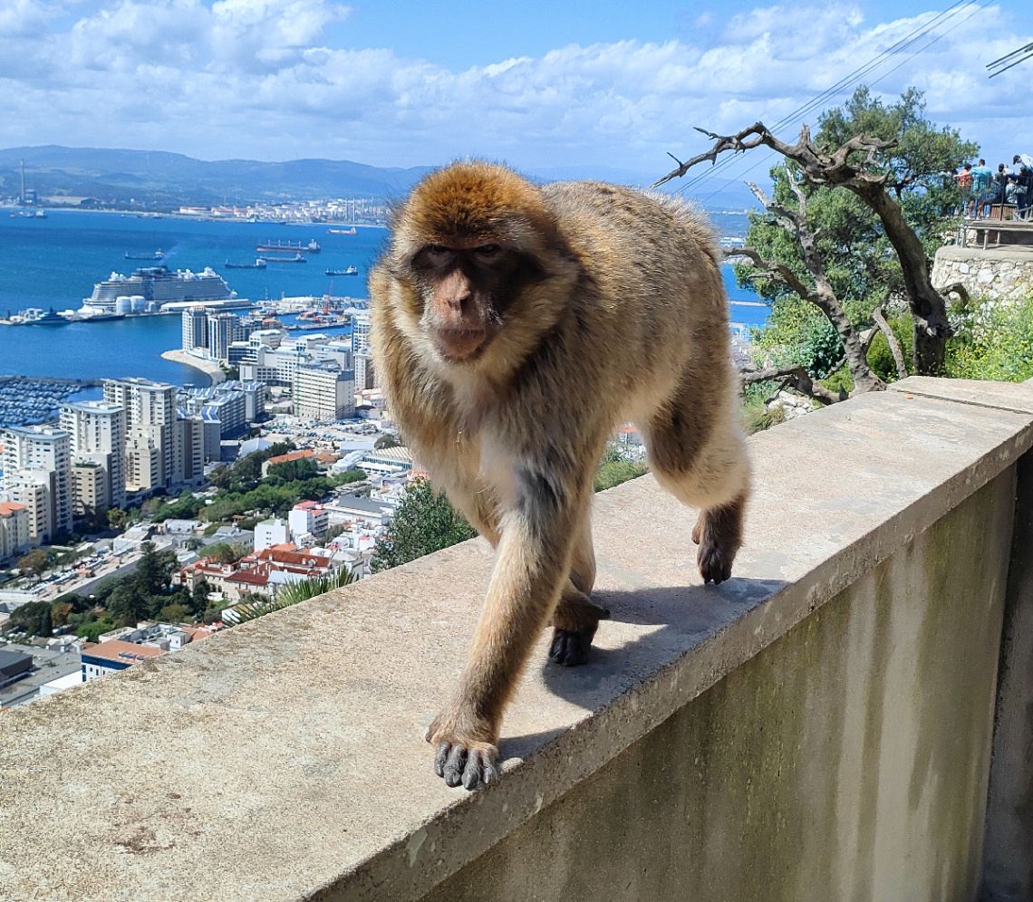 MONKEY AND GIBRALTAR 