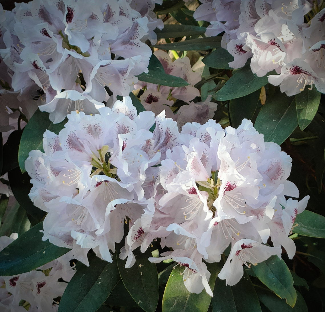 BLOOMING RHODODENDRON 