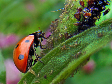 insekten 