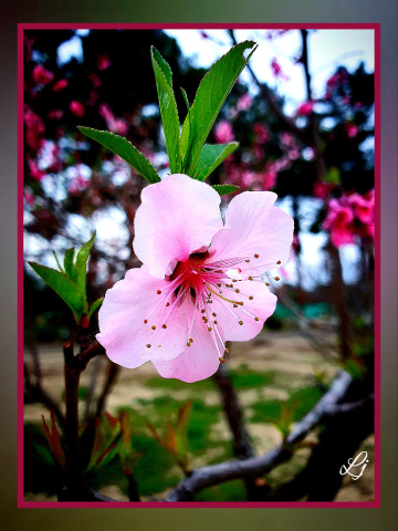 Apple blossom ⚜⚜