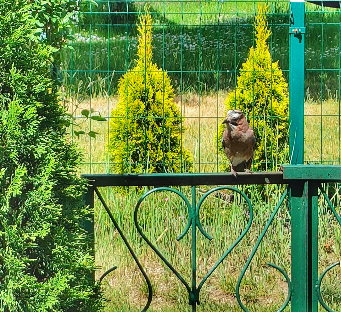 NICE GUY ON THE FENCE
