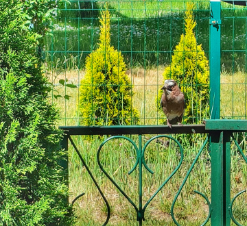 NICE GUY ON THE FENCE