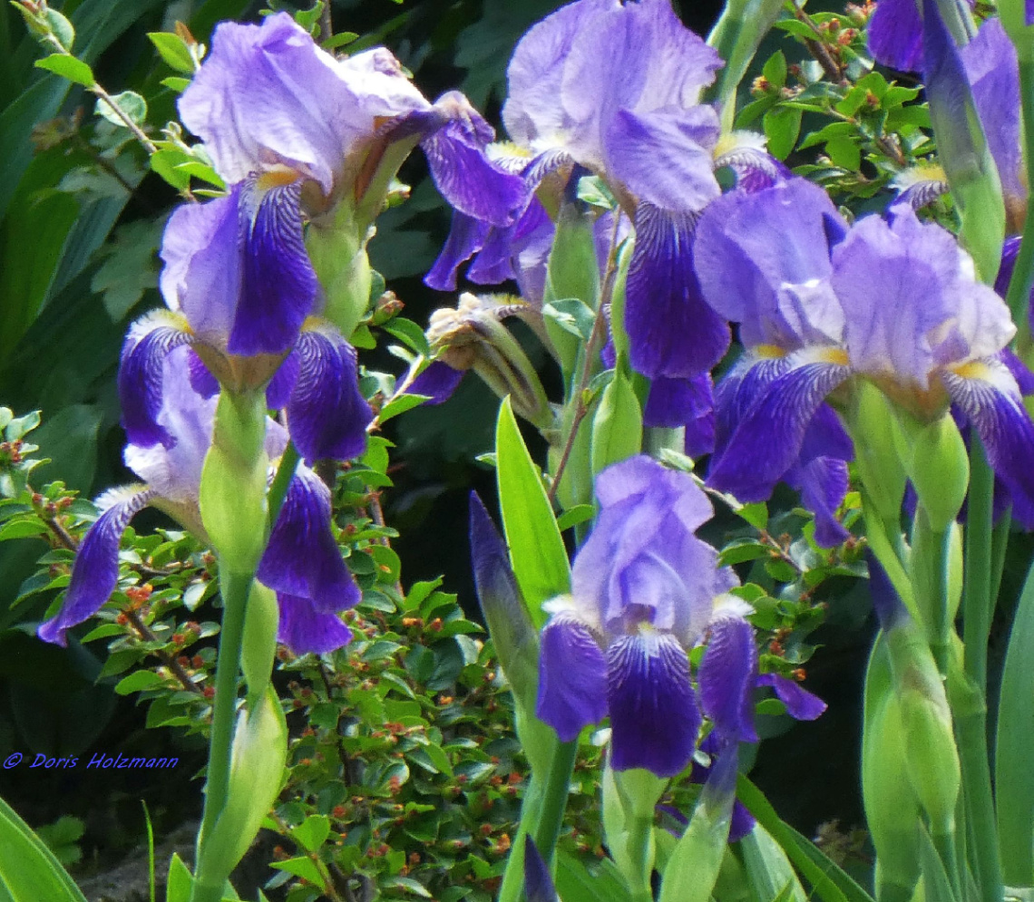 Irises, Karlsruhe / Germany 