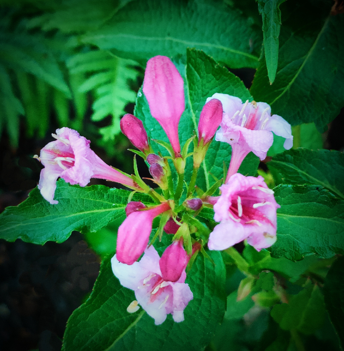 WEIGELA 