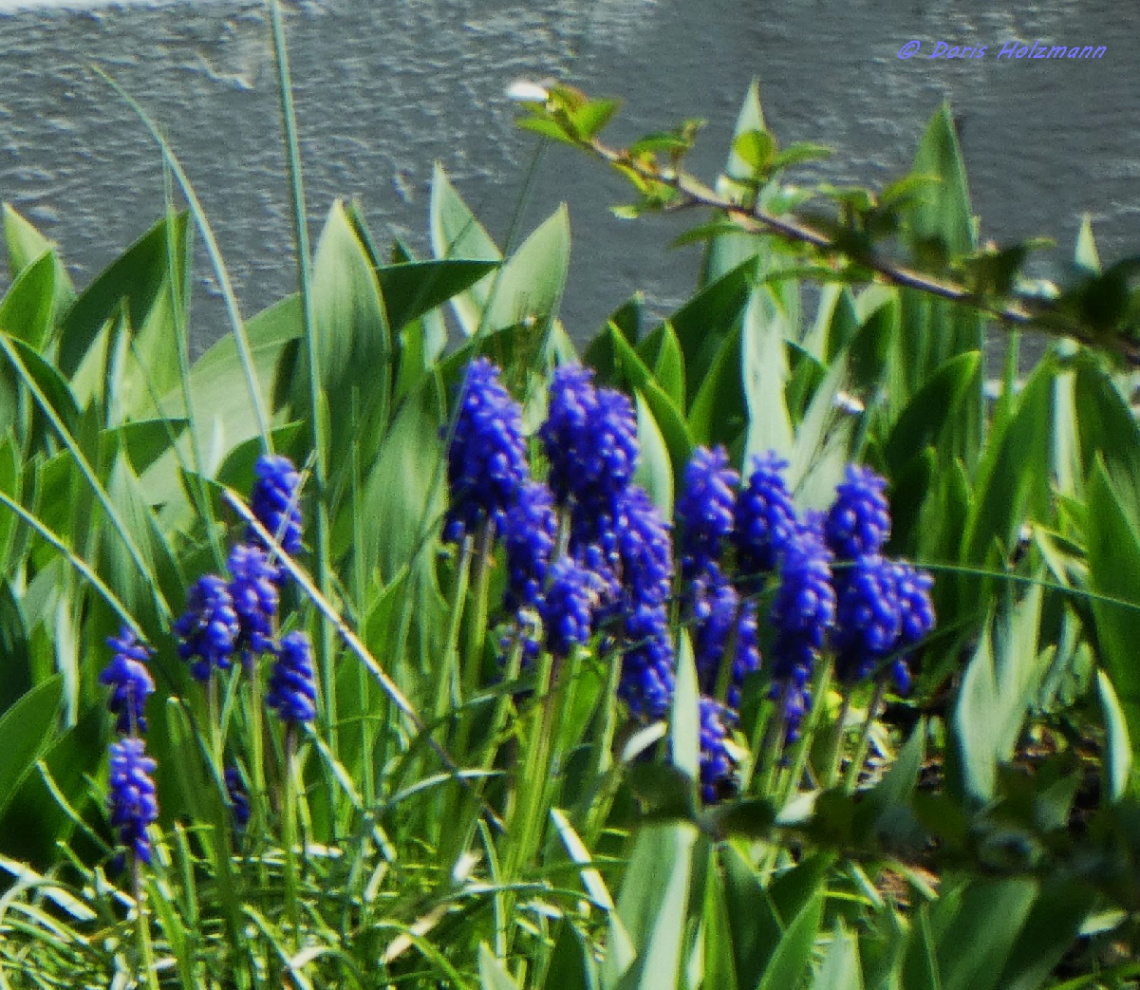 small grape hyacinths, Karlsruhe / Germany