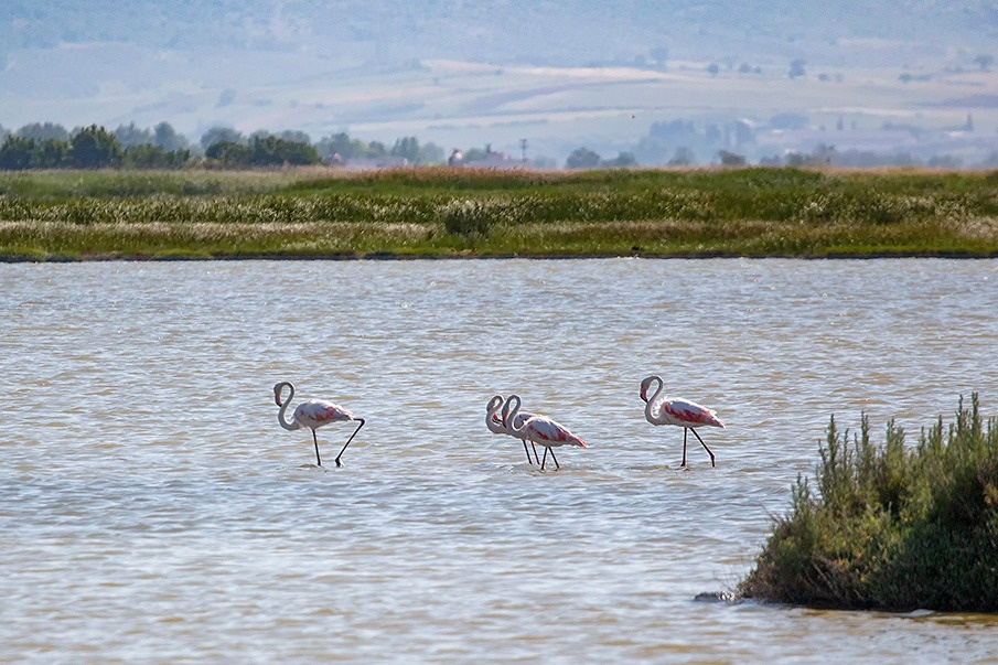 Flamingolar 