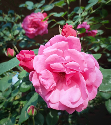 CLIMBING ROSE