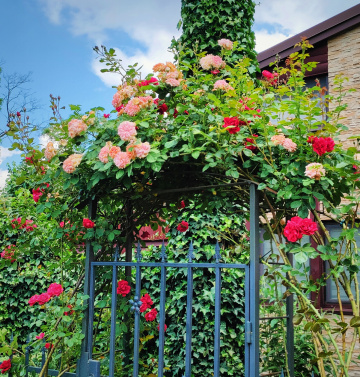 ROSE PERGOLA 