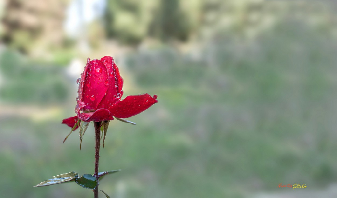 GÜLLER DE AĞLAR