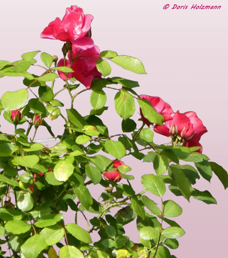 roses