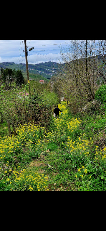 Çiçekli yol